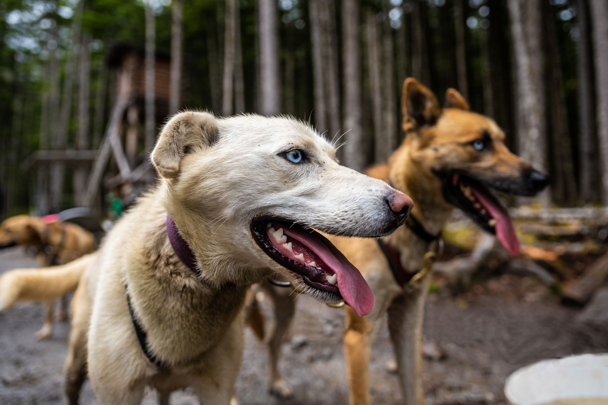 Dog sitter a Jesolo